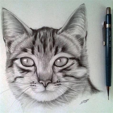 cat drawing hard