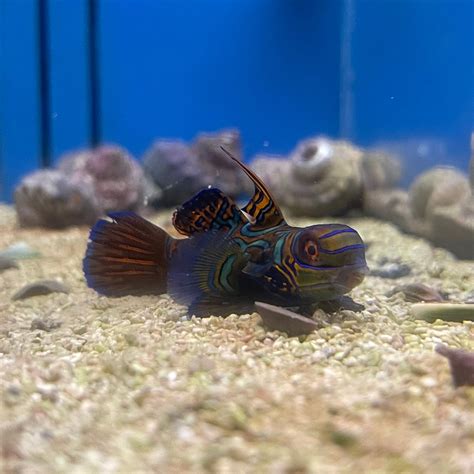 Green Mandarin Goby Med – Richmond Aquarium