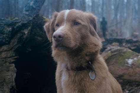 Good Boy Movie Brings Horror Through a Dog’s Eyes (2025/08/19)- Tickets ...