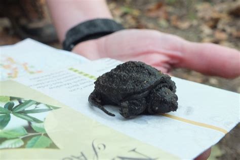 Image result for Eating Snapping Turtles