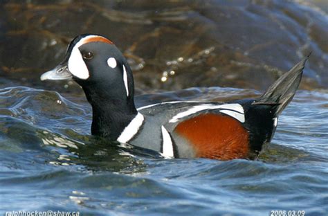 Image result for Tutorial Canard