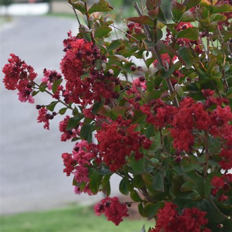 Dynamite Crape Myrtle Tree – Green Thumbs Garden