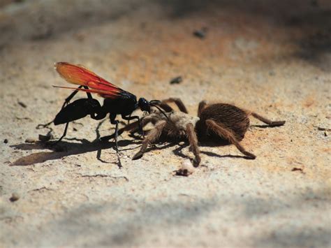 Tarantula Hawk Size