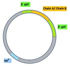 Fig7-3.2.1: Map of the recombinant plasmid vector containing cDNA ...