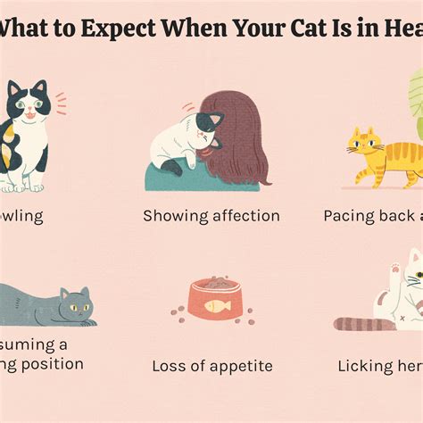 Do Cats And Dogs Have Periods