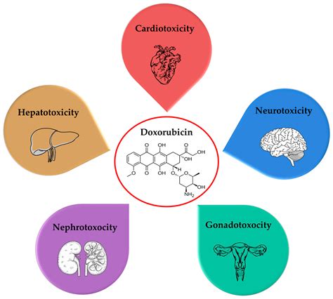 Doxorubicin Toxicity and Recent Approaches to Alleviating Its Adverse ...