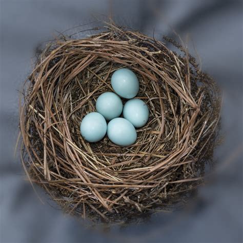 What Common Bird Has Blue Eggs at Susan Mcdaniel blog