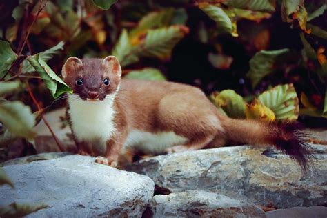Image result for Stoat Predators