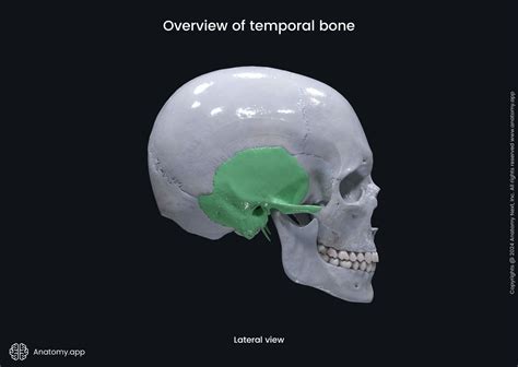 Temporal bone | Anatomy.app