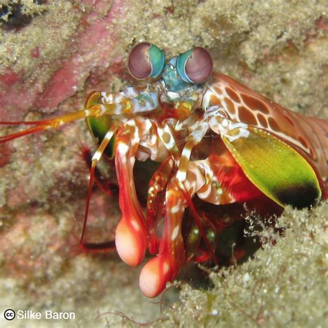 How Animals See Color 的图像结果