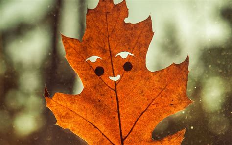 Download wallpaper 2560x1600 leaf, funny, autumn, smile widescreen 16: ...