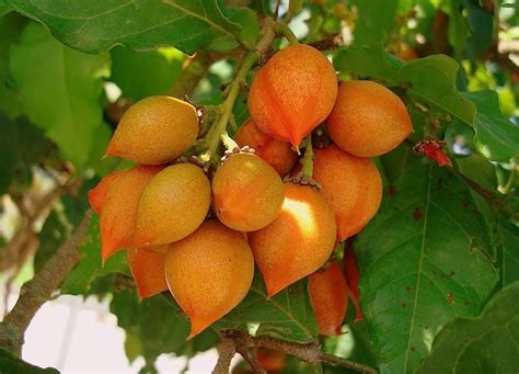 SANJU Live Fruit Exotic Plant Sweet Peanut Butter Rare Dwarf Bunchosia ...