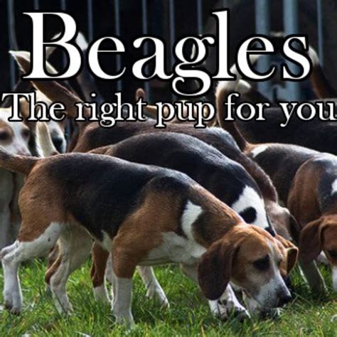 What Animals Do Beagles Hunt