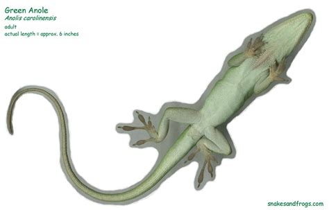 Green Anole Lizard Male