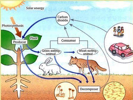 NCERT Solutions Class 12 Biology Chapter 12 - Ecosystem