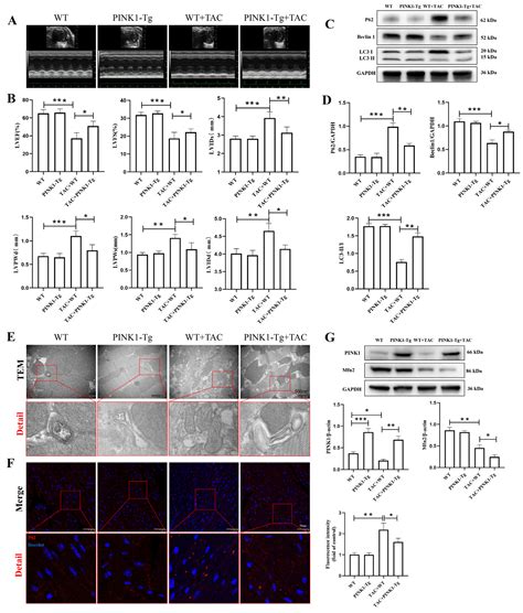 Metformin Collaborates with PINK1/Mfn2 Overexpression to Prevent ...