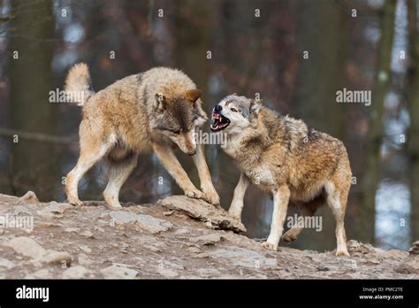 Image result for Wolves Mating Season