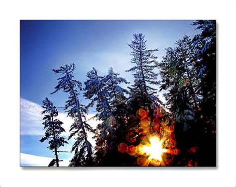 Ağaç Resimleri (3. Katalog) - Sayfa 42