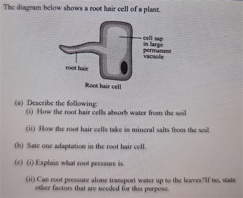 What Absorbs Water In Root Hair Cell at Lauren Ham blog