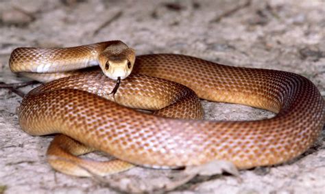 10 Snakes In Australia - A-Z Animals