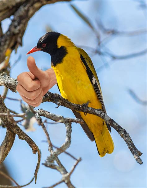 Thumbs up | Birds with Arms | Know Your Meme