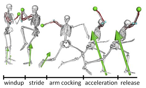 Biomechanics | Research | Biomedical Engineering | Northwestern Engineering