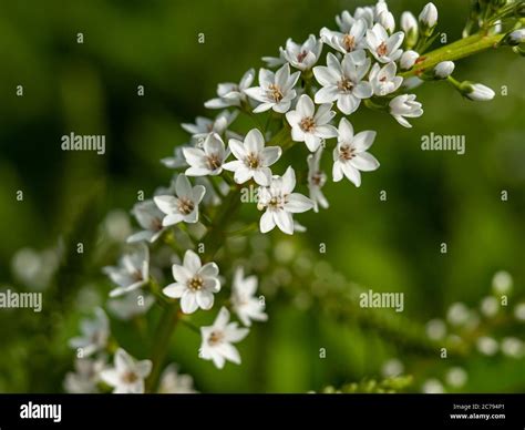 Tiny white flowers hi-res stock photography and images - Alamy