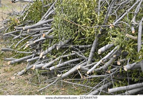 Image result for Spring Tree Pruning