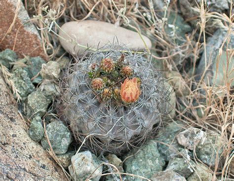 Eriosyce atroviridis (F.Ritter) P.C.Guerrero & Helmut Walter | Plants ...