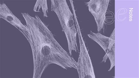 Cell Type 的图像结果