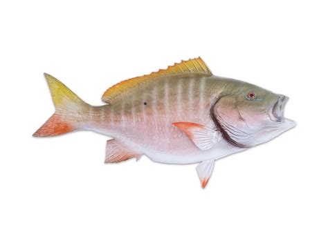 Mutton Snapper – South Florida Fish Mounts