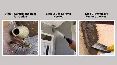 How to Get Rid of Mud Dauber Nests: Safe Removal Tips