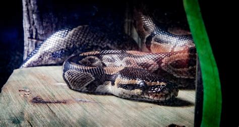 Image result for Royal Python Life Span