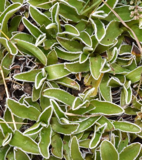 Helichrysum marginatum DC. | Plants of the World Online | Kew Science