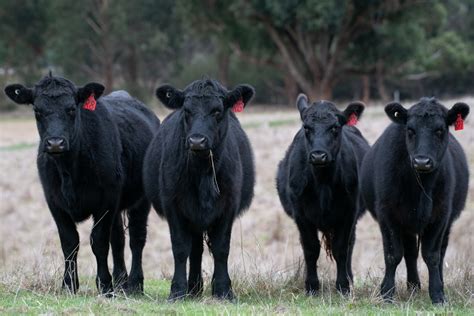 Angus Cows - Breed Profile, Characteristics and Facts
