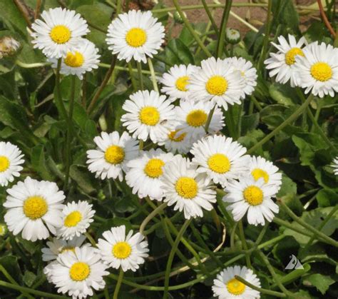 Single White English Daisy (Bellis perennis) | Applewood Seed Company