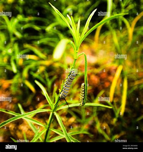Monarch Butterfly Kingdom Family at Linda Aucoin blog