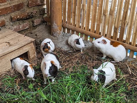 A close-up of guinea pigs enjoying fresh grass in their outdoor habitat. 51793698 Stock Photo at ...