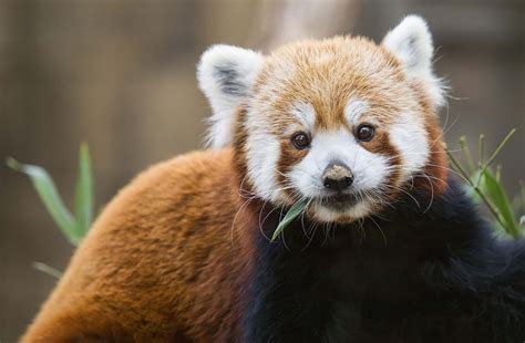 Red Panda Pet Do Red Pandas Make Good Pets? So Cute But Illegal A Z