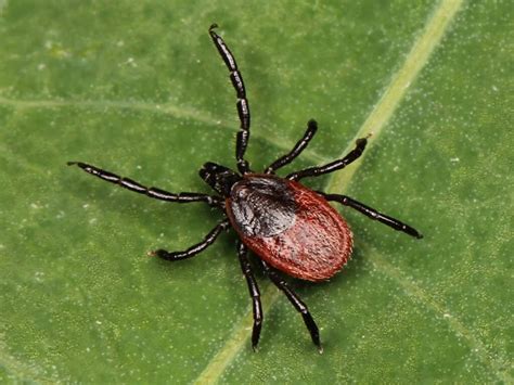 Image result for Embedded Deer Tick