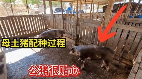 母土猪配种过程，养殖场的猪仔卖完了要给母猪配种，公猪很贴心！