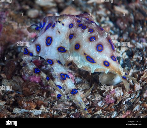Image result for Blue-Ringed Octopus Eating