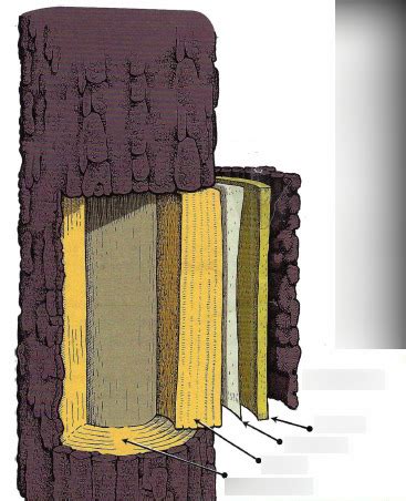 Tree Stem 的图像结果