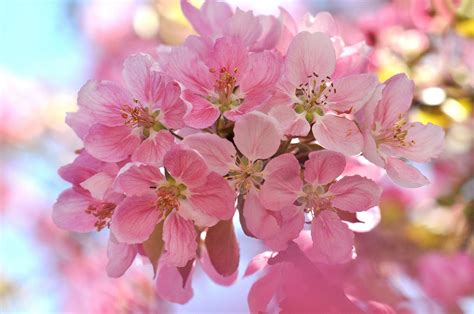 Closeup, Flowering trees, Sakura, Pink color, HD Wallpaper | Rare Gallery