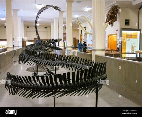 Museum geology south school mines hi-res stock photography and images ...