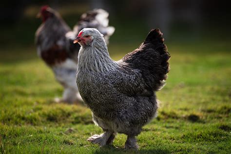 7 Reasons Why Brahmas Are the King of All Chicken Breeds - Sunny Simple ...