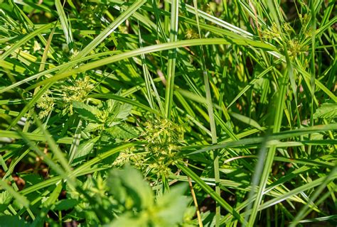 Cyperus esculentus (Abdülaziz) - Kocaeli Bitkileri