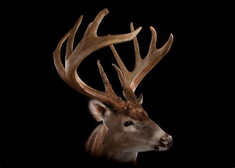 The Most Famous Whitetail Deer Ever