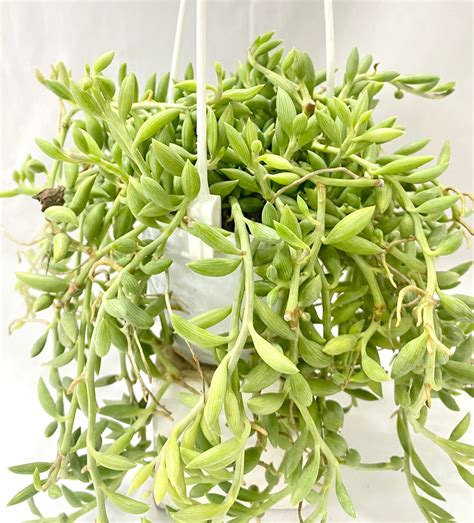 Hanging - Senecio String of Bananas – Dream Green