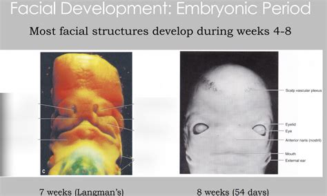 Embryonic Facial Development 的图像结果